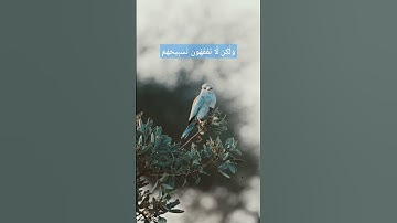 وإن من شيء إلا يسبح بحمده، المنشاوي، تلاوات ، قرآن