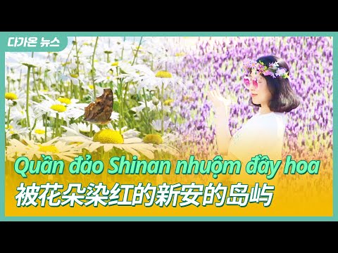 [다가온 News] 꽃으로 물드는 신안의 섬들 | 中文字幕新闻 | Tin tức phụ đề tiếng việt 230528