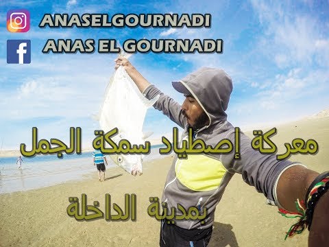 معركة إصطياد سمكة الجمل العنيدة بمدينة الداخلة و بتعليق جنوني مثل عبد الحق الشراط