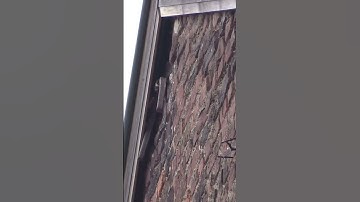 Swift leaving nest in gable end.