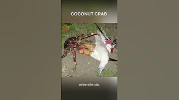 Coconut crabs can break your hands #shorts