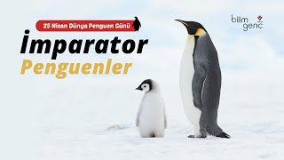 İmparator Penguenler Resimi