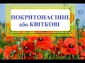 Покритонасінні, або Квіткові