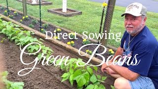 HD How To Grow Green Beans (Snap Beans) By Direct Sowing