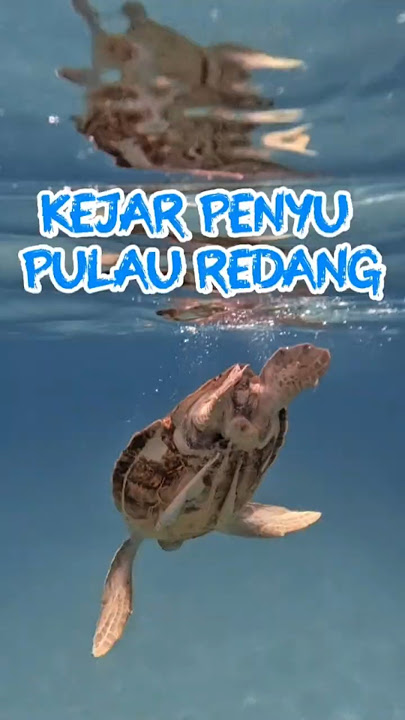 Kejar Penyu di Pulau Redang #penyu #kejarpenyu #pulauredang #turtlepoint #kejarpenyupulauredang