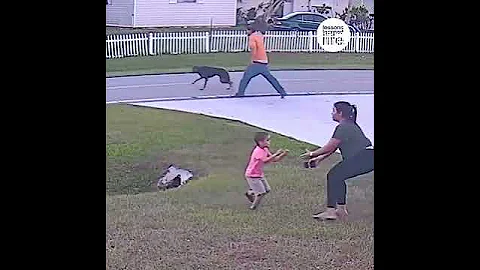 German shepherd protects boy