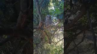 Cucciolo Di Assiolo Ci Osserva