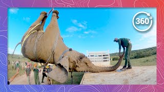 Ingenious Method to Load Elephants | Wildlife in 360 VR