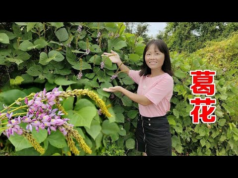 野生葛花煮水 价值这么大 很多人却不知道 常喝酒的朋友认真看 Youtube