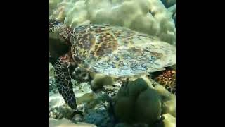 منظر رائع لسلحفاة جميلة جدا Beautiful view of a very beautiful turtle