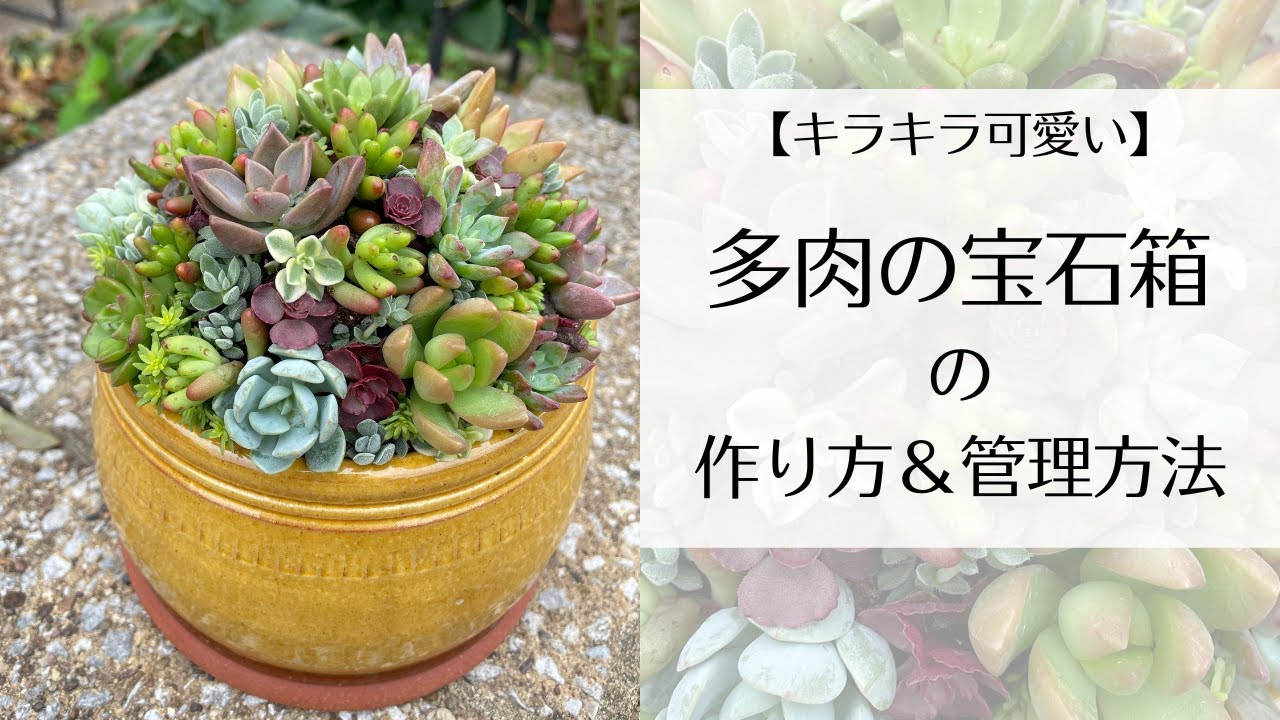 Succulents] Making a Succulent Jewelry Box [Sparkling and Cute