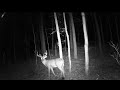 Michigan Trail Cameras: October 9, 2020 - October 25, 2020