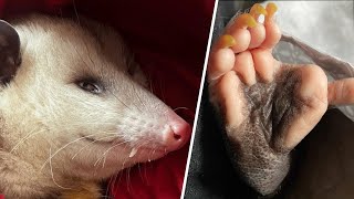 Opossum raised by human has strange hands