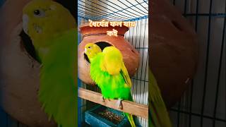 ধৈর্যের ফল #viral #birds #channel #damage #support #subscribe