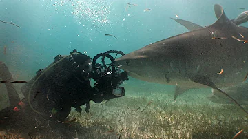 Tiger Sharks! | JONATHAN BIRD'S BLUE WORLD