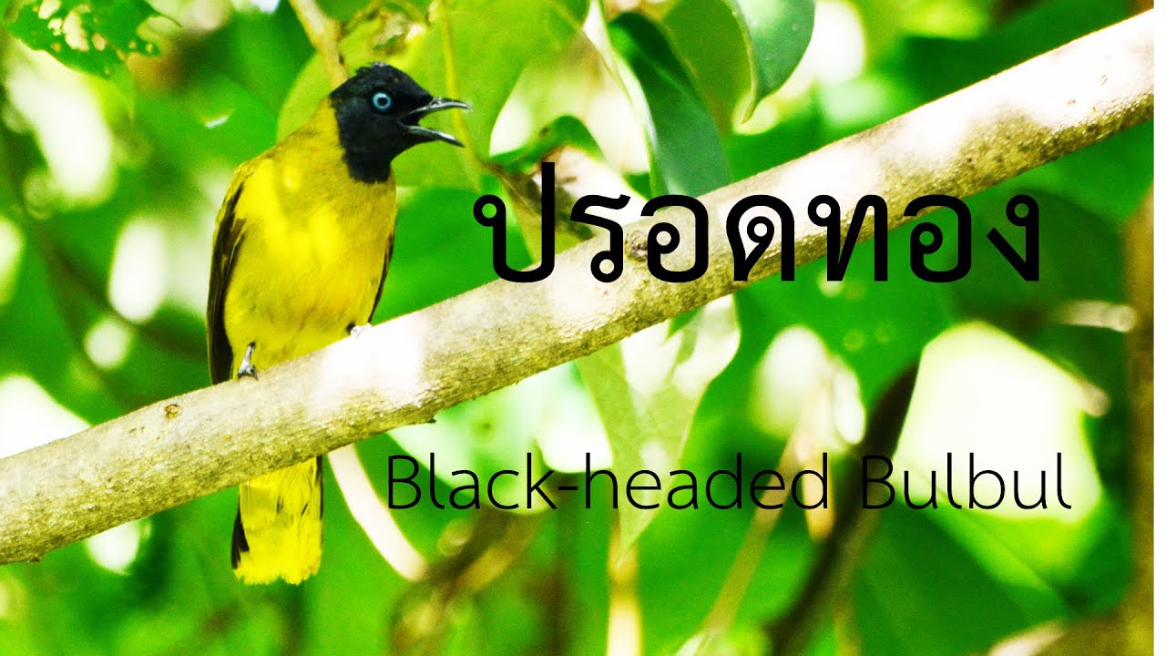 นกปรอดทอง Black-headed Bulbul