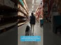 Ash working on the HEEL command with dog trainer Kali at the home depot!