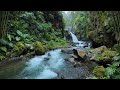 Relaxing Gentle Stream With Forest River 🍃 Waterfall For Stress Relief And Deep Sleep