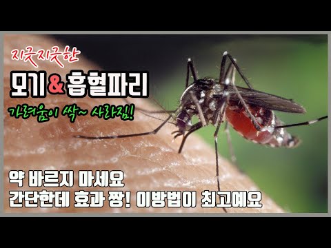 모기와 흡혈파리에 물렸을때 간단한데 효과좋은 방법 더이상 가렵지 않게 됩니다.