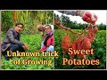 Innovative Trick of Growing Sweet Potatoes ( Yam) , A must Watch Video for Everyone