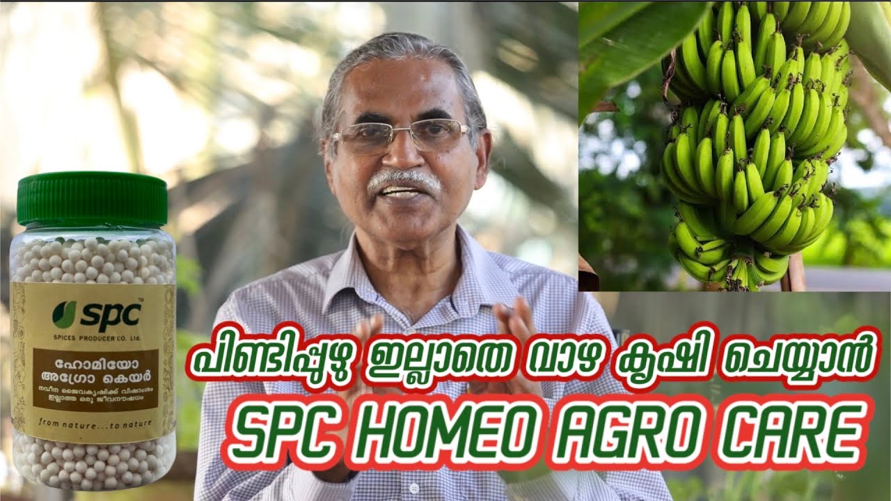 രോഗങ്ങളില്ലാതെ ഇനി വാഴ കൃഷി ചെയ്യാം- SPC HOMEO AGRO CARE ലൂടെ