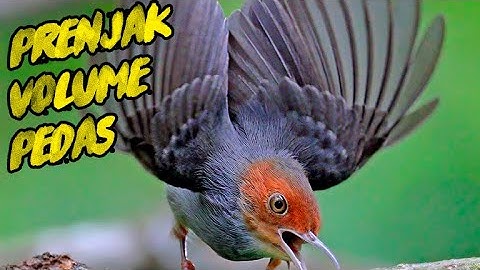 MASTERAN PRENJAK KEPALA MERAH GACOR SUARA LANTANG COCOK UNTUK PIKAT/PANCINGAN