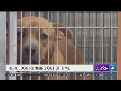 Video: Dog daruje kri drugemu psu in mu reši življenje. Zdaj so najboljši prijatelji!