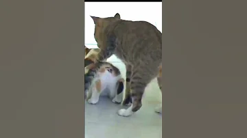Mating Cat Shorts 