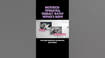 Моллюск-пришелец поедает обитателей Черного моря #shorts