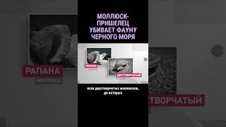 Моллюск-Пришелец Поедает Обитателей Черного Моря #Shorts