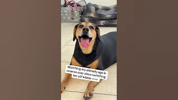 I D Do Anything For My Dogs 