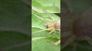 Die europäische Spinne, die deine Haut durchbohren kann 😨 #tierdoku