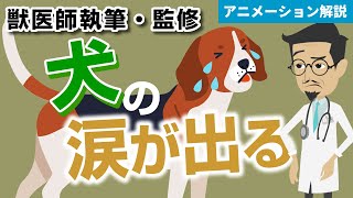 犬の「涙が出る」（涙やけ）症状について【獣医師執筆監修】症状から治療方法まで