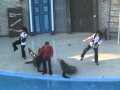 sea lion dancing to thriller