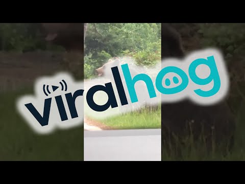 Woman Almost Turns Into Bear Food for Photo Opportunity || ViralHog