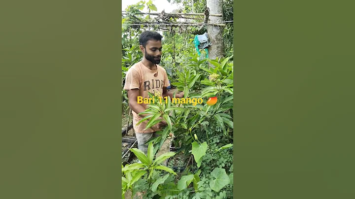Bari 11mango #shortvideo #youtubeshort #viral