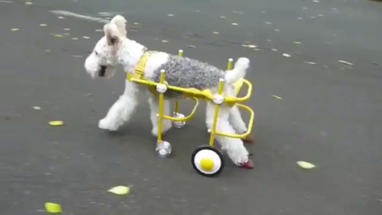 わんちゃんの愛車「天使の車輪」犬の車椅子 - YouTube