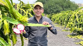 ¿Porqué es tan CARA? | 100 kilos por planta Fruta EXÓTICA | En la MIXTECA se cultiva PITAHAYA