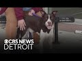 Furry Friday: Meet Taz the dog