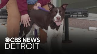 Furry Friday: Meet Taz the dog