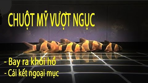 Chuột Mỹ vượt ngục - bay ra khỏi hồ - cái kết ngoài tầm kiểm soát