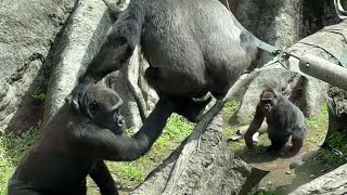 gorilla ママにイタズラするリキ【2024年‎4月29日】【上野動物園】ゴリラRiki playing a prank on his mom