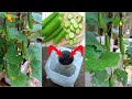 How to grow cucumbers in plastic cans at home