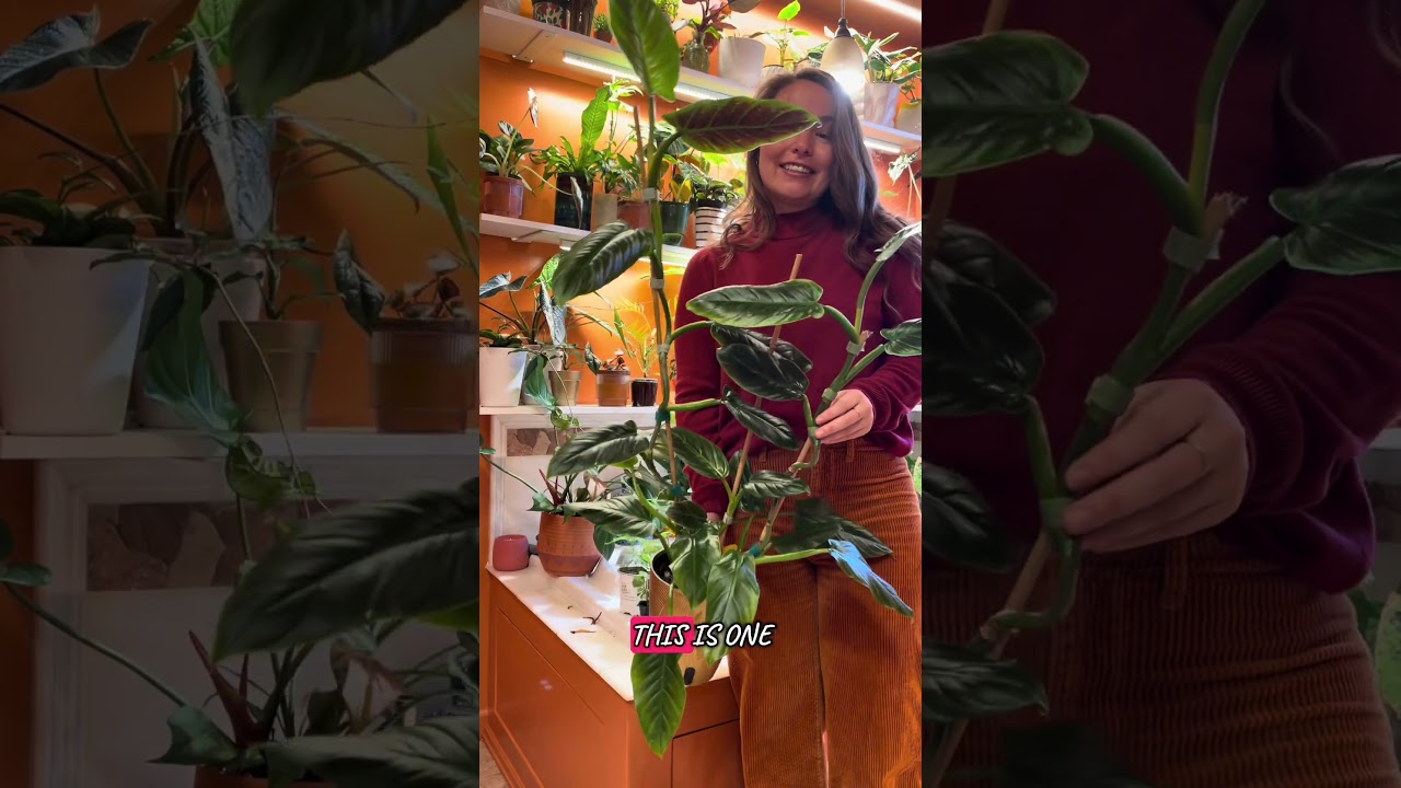 Plant of the Day 45 - Philodendron Subhastatum #plants #houseplants