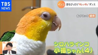 【一押し映像】インコの息ぴったりキレッキレダンス