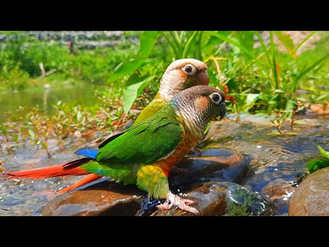 Green Cheek Conure very fun to play in the water | conure sounds class=