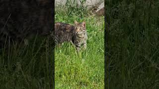 Wild Cat in Kosova