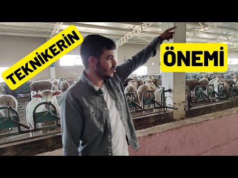 VETERİNER TEKNİKER İÇİN ÇİFTLİK (Teknikerin Anlatımı İle Dinledik İFKÜD)