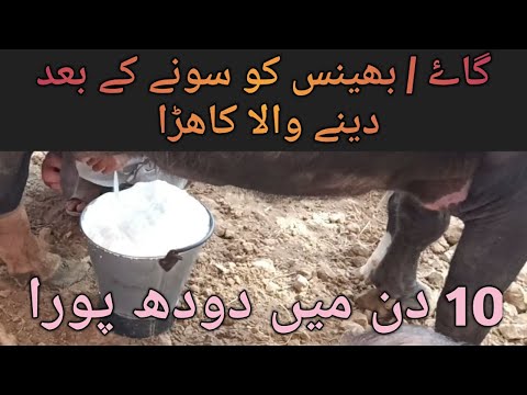 Cow / buffalo ka dodh barhane wala farmula | گائے یا بھینس کو سونے کے بعد دینے والا  کاڑہ