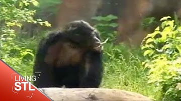 Fragile Forest | Living St. Louis